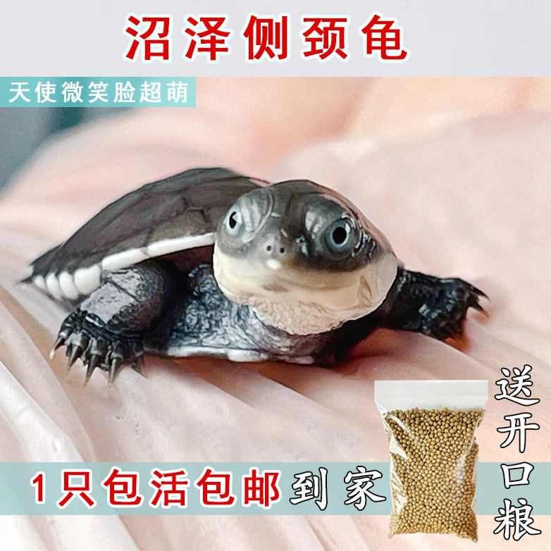 【沼泽西非侧颈龟苗】深水龟宠物乌龟直播热带龟麝香龟剃刀龟蛋好养
