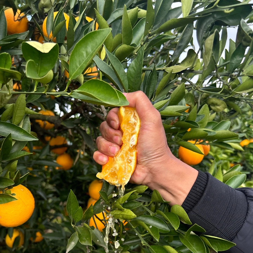 【现货福利】高山脐橙新鲜橙子当季水果5-9斤包邮产地直发孕妇水果