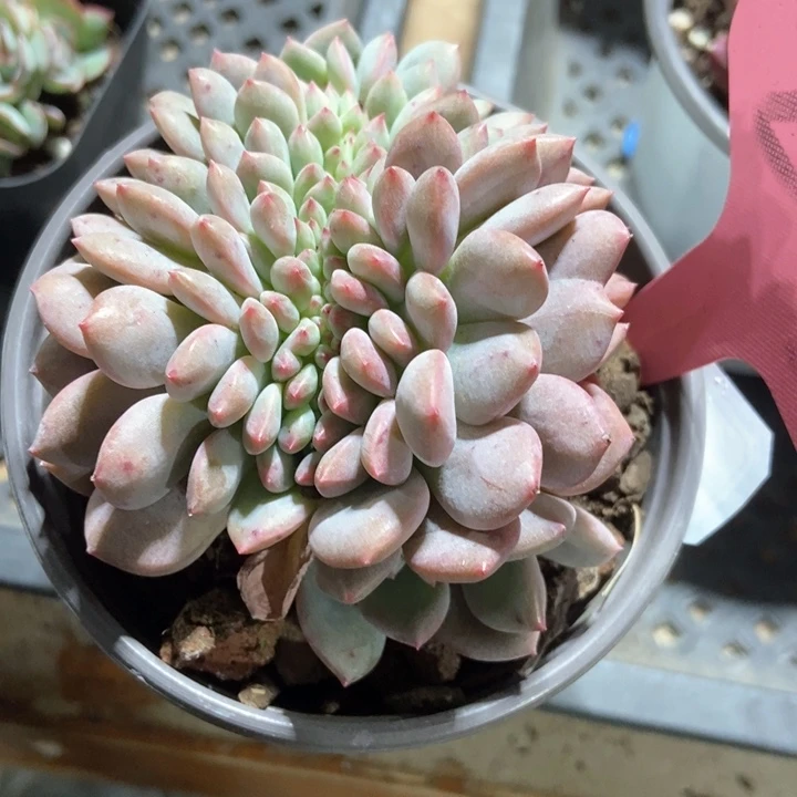 多肉植物缀化2034