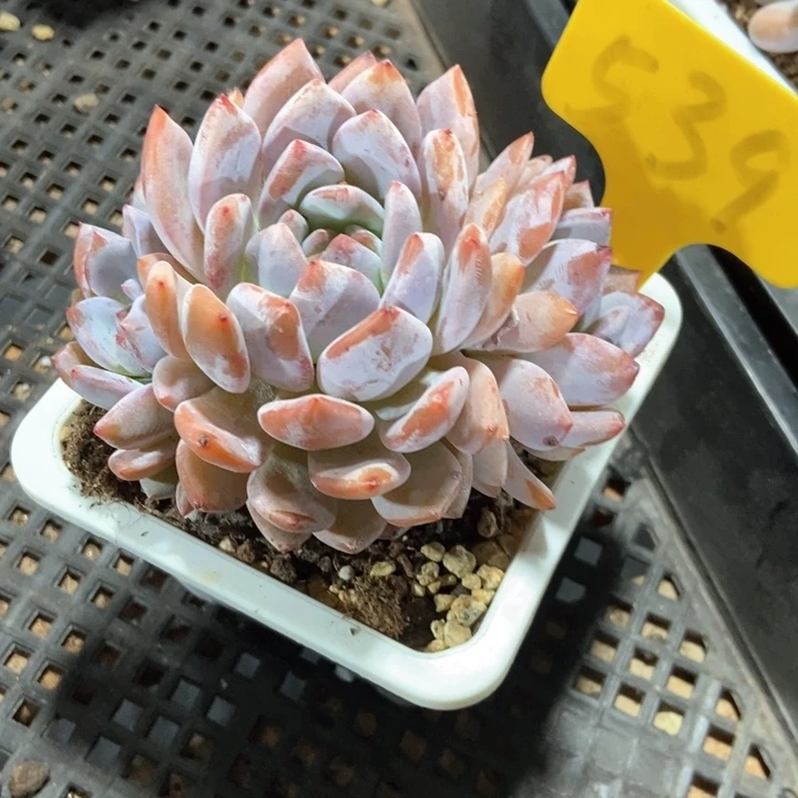 多肉植物韩橙539