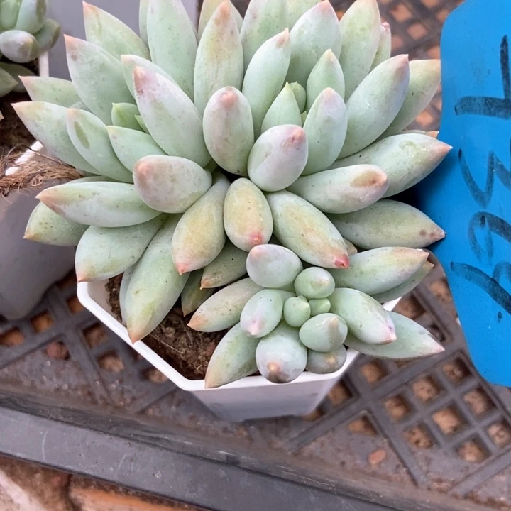 多肉植物所罗门7364