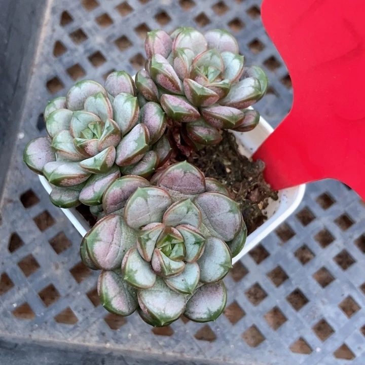 多肉植物葡萄1733