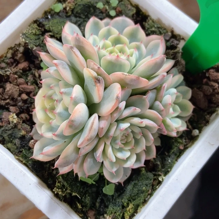 多肉植物及炼瑾770