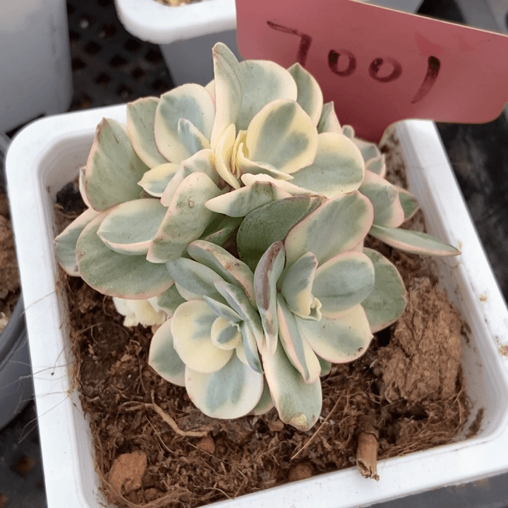 多肉植物秀妍锦7001