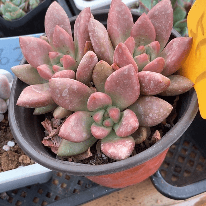 多肉植物桃花源567