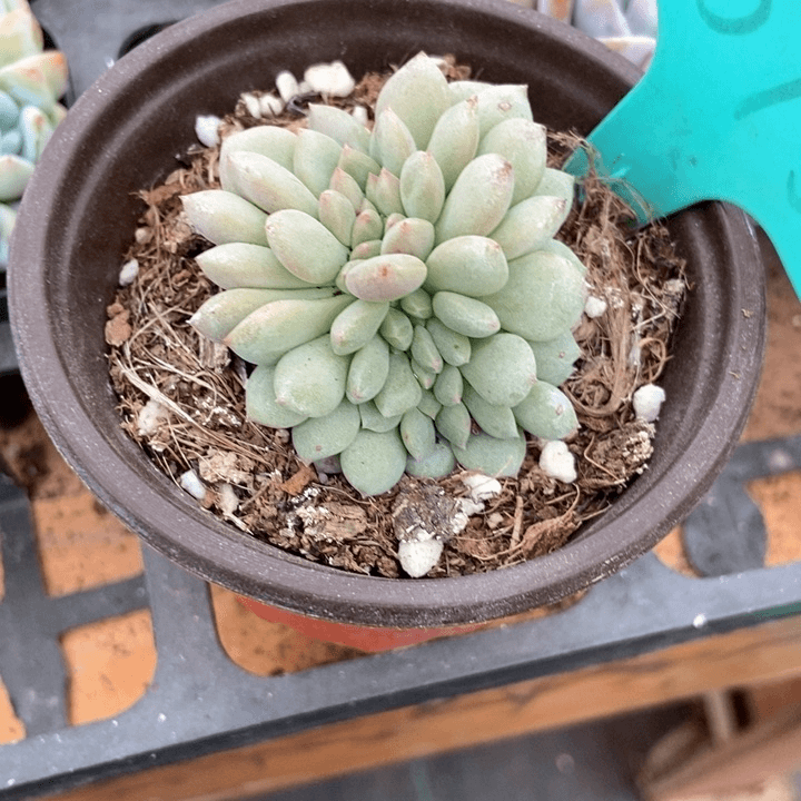 多肉植物凌雪缀化1875