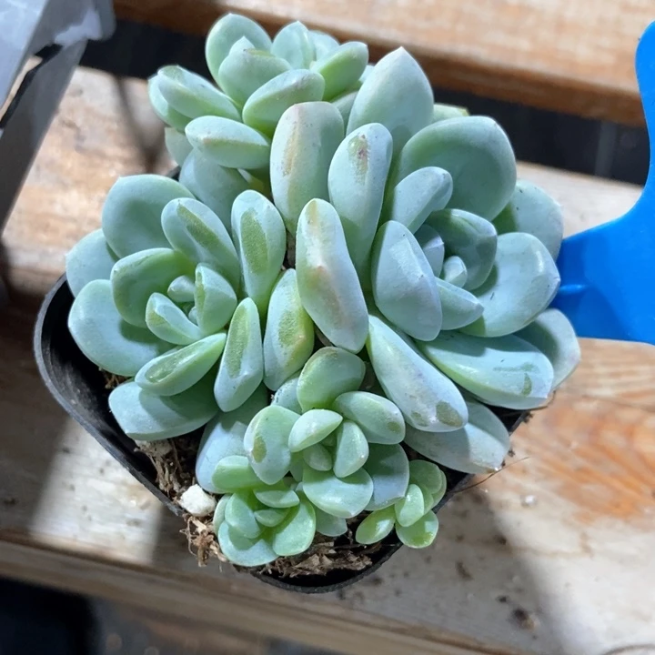 多肉植物六头冰玉791