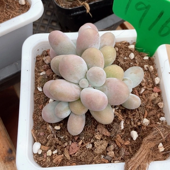 多肉植物彩虹奶1916