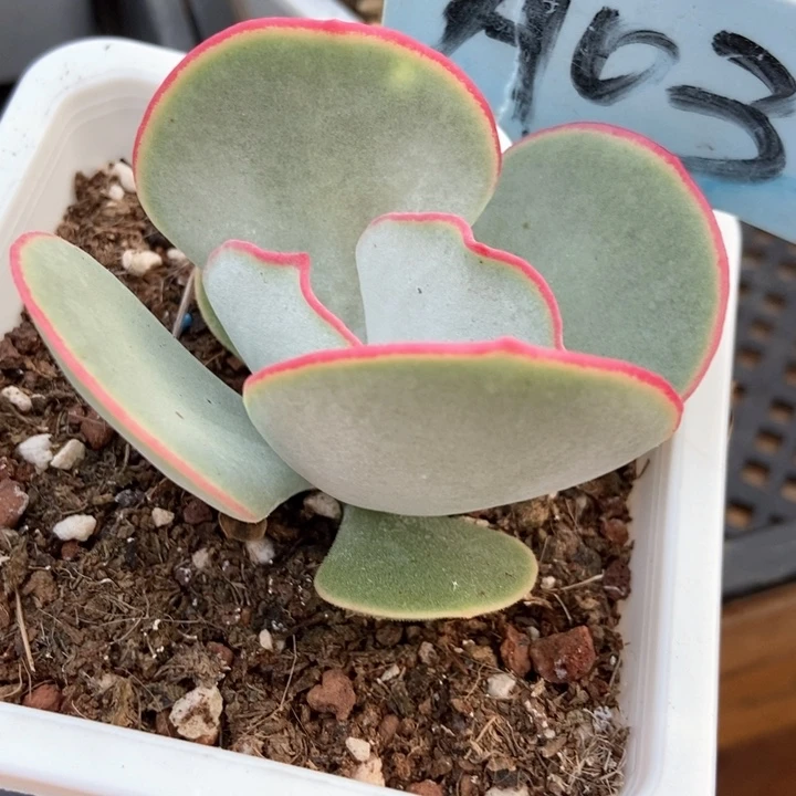 多肉植物白眉a 03