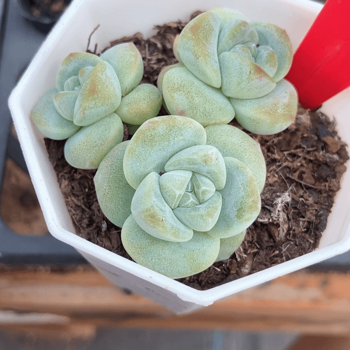 多肉植物冰玉2098