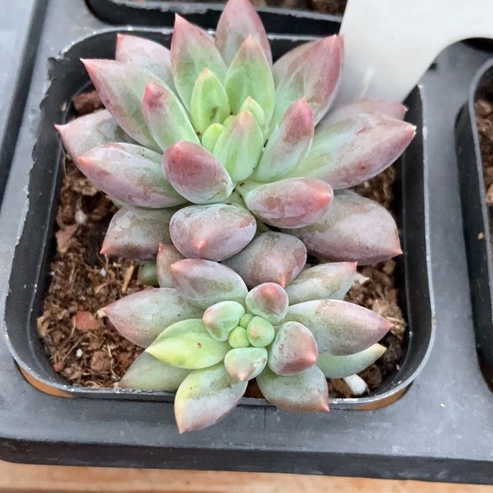 多肉植物水晶球带锦887