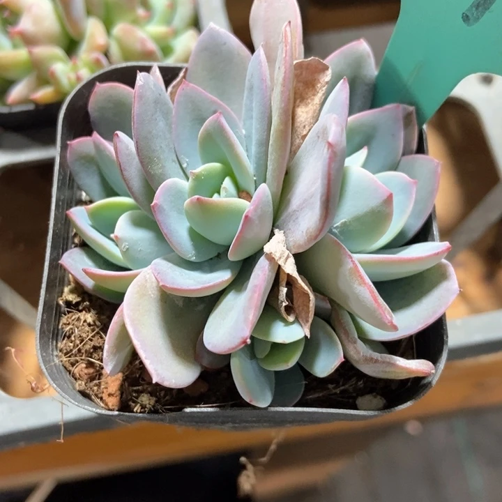 多肉植物布鲁兰817