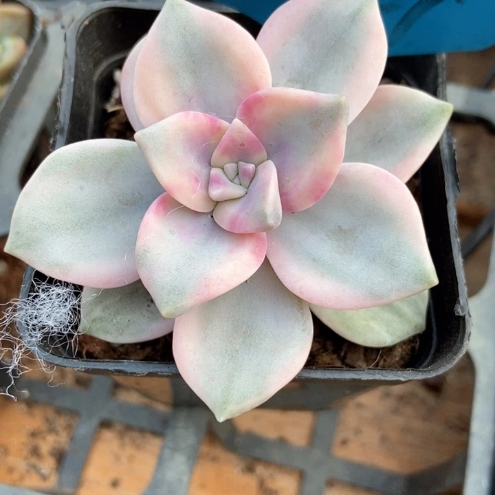 多肉植物紫乐锦7364