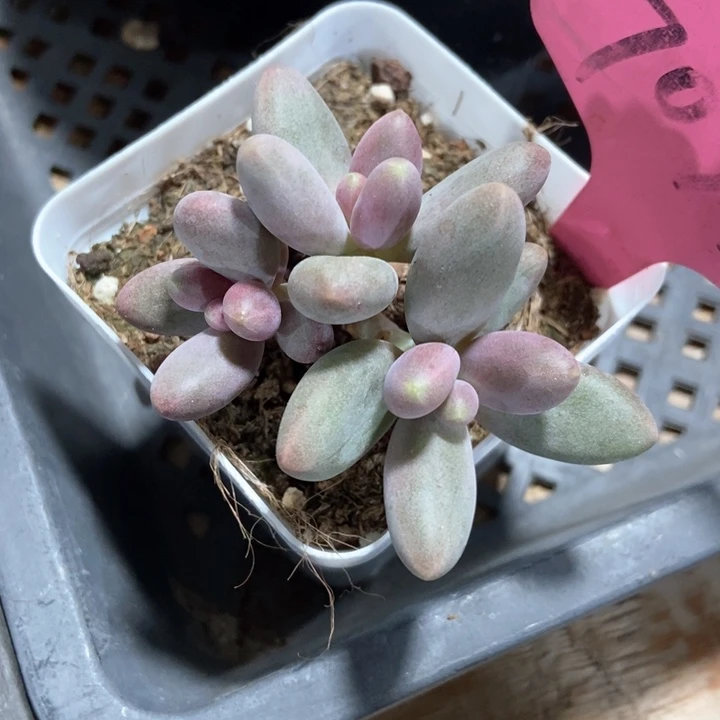 多肉植物糖果7094