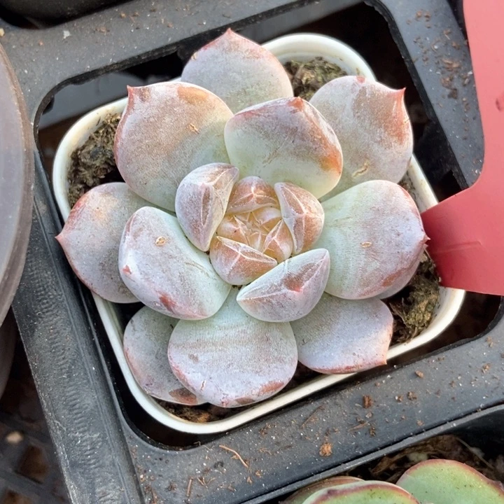 多肉植物琥珀7001