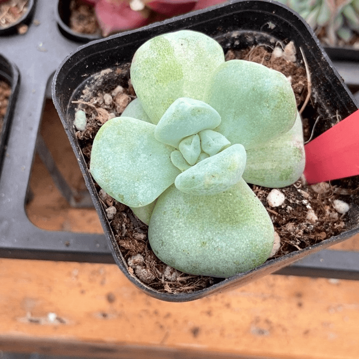 多肉植物冰玉石化823