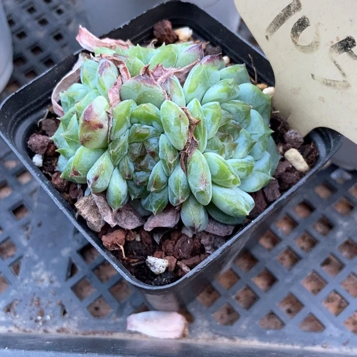 ?****o多肉植物冰玉7057
