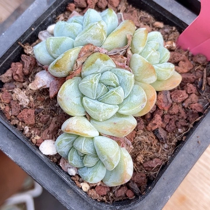 多肉植物翡翠冰玉554