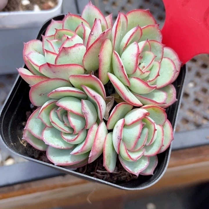 多肉植物牡丹亭1966