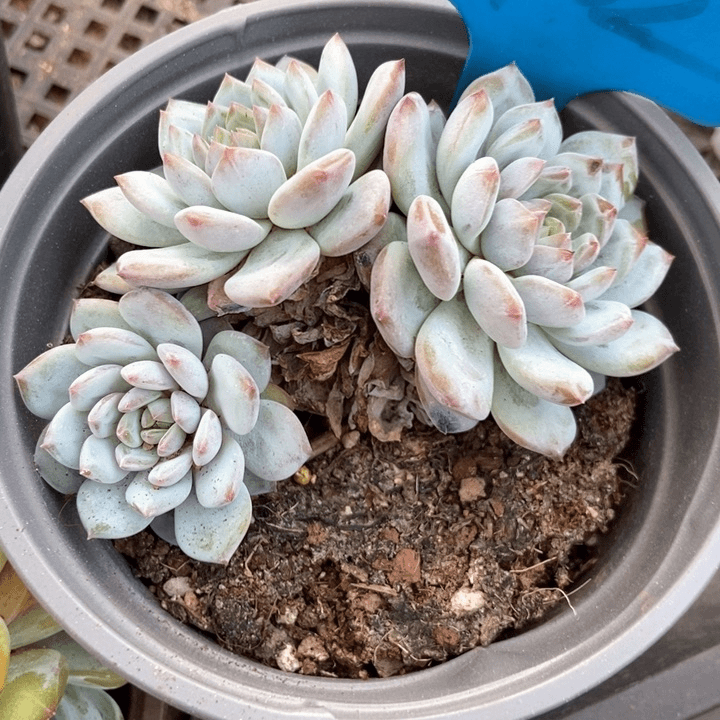 多肉植物星星橙902