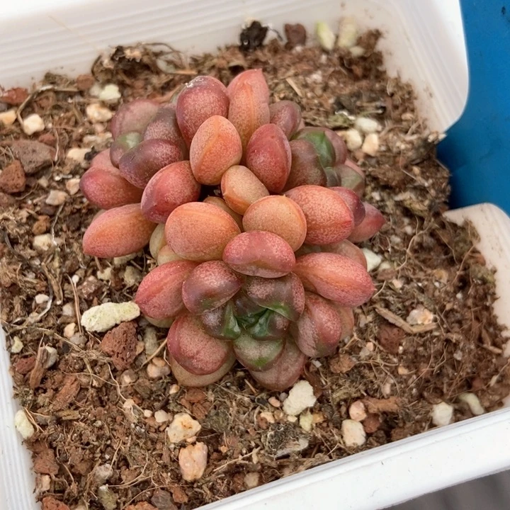 多肉植物姬葡萄545