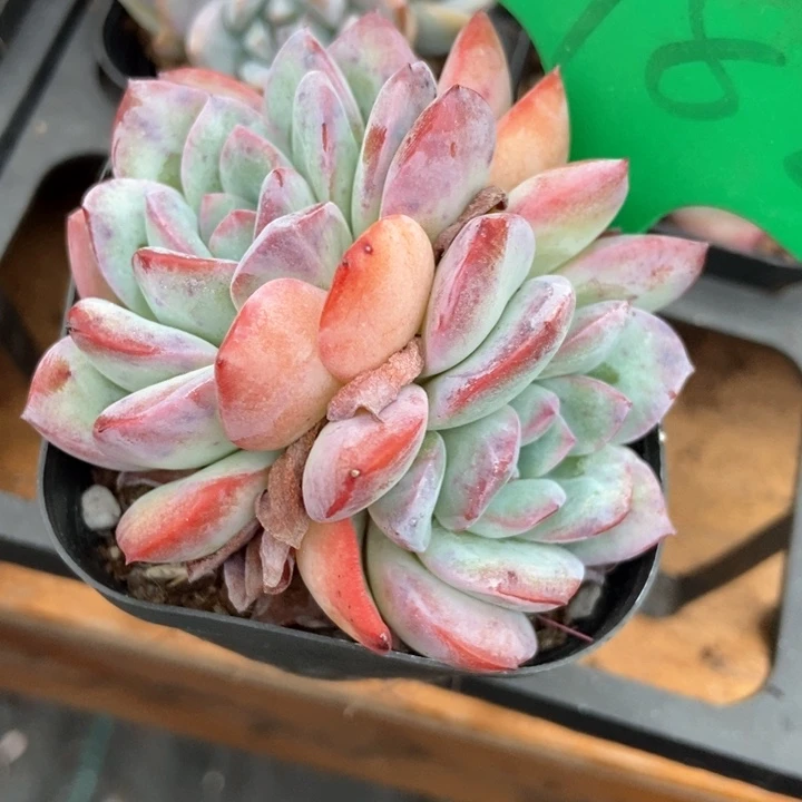 多肉植物辣象982