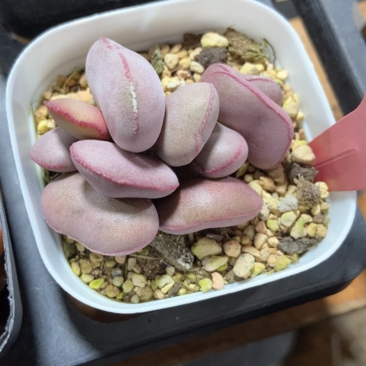 多肉植物红蛋654