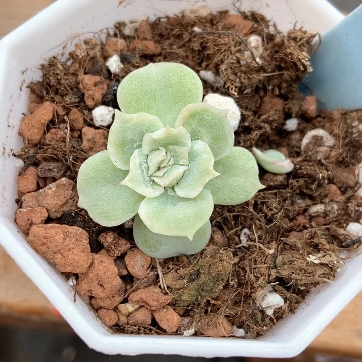 多肉植物虾饺6065