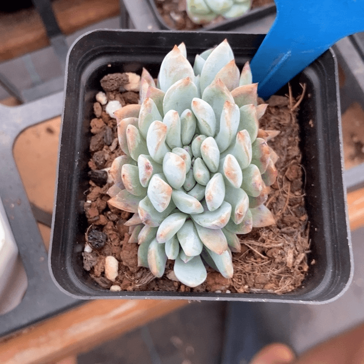 多肉植物星影小树a 03