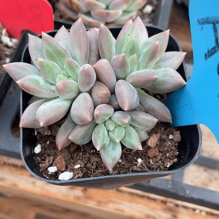 多肉植物水晶球a 040