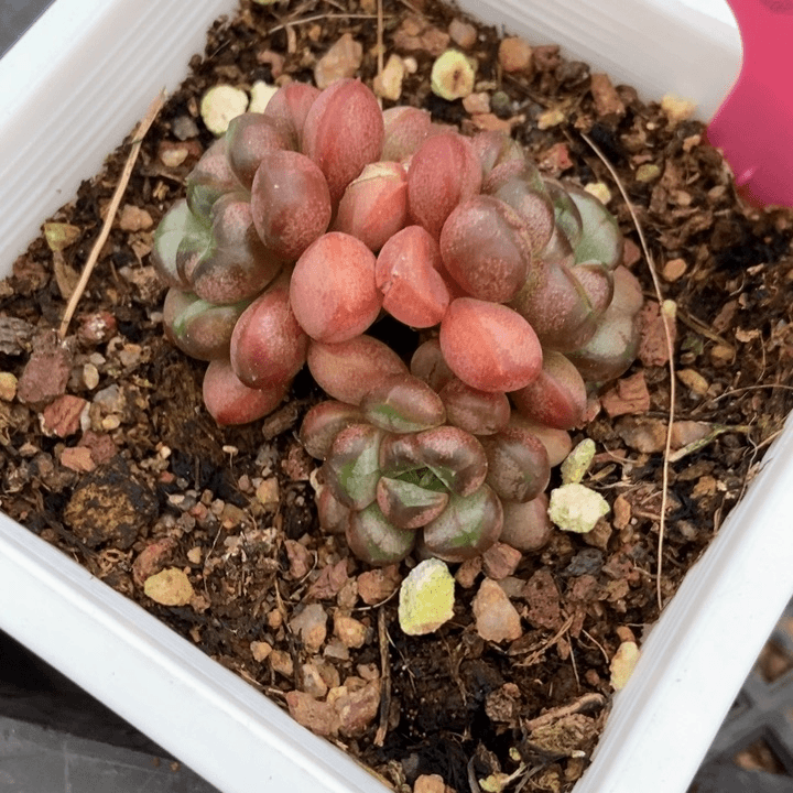 多肉植物姬葡萄1890