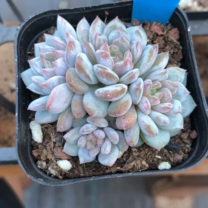 多肉植物星星橙785