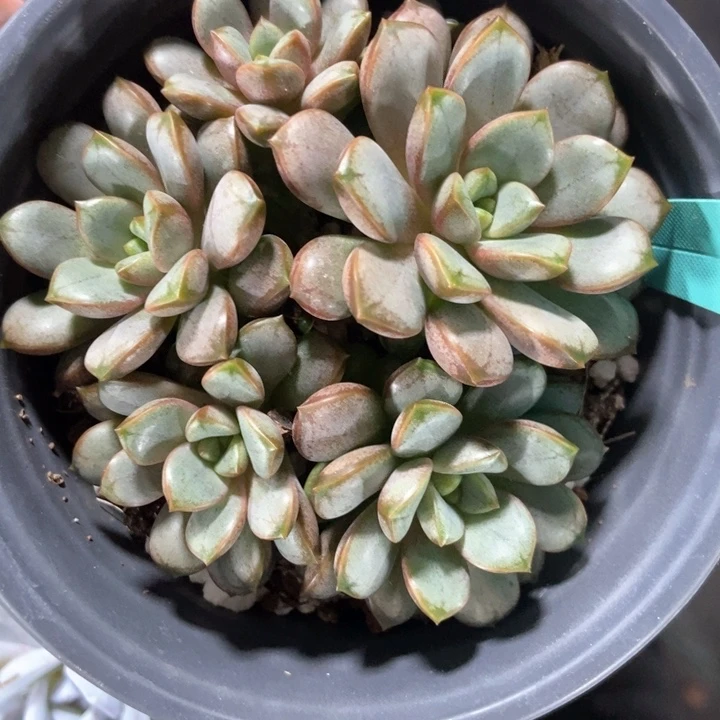 多肉植物葡萄1087