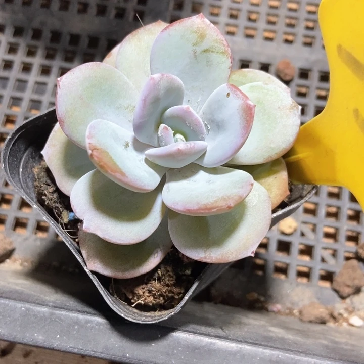 s*多肉植物奶茶550
