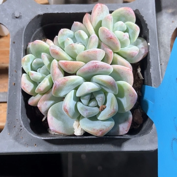 多肉植物冰玉a 036