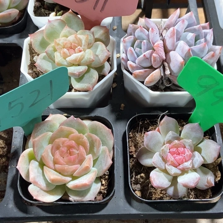 岁**好多肉植物1391 1521 990