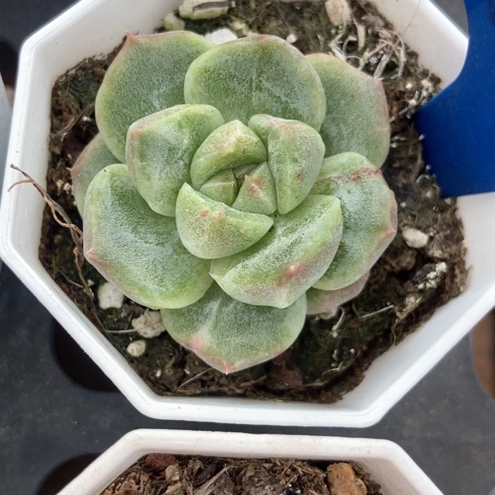 多肉植物如梦令石化533