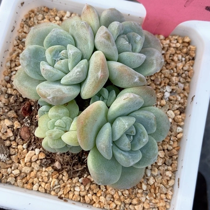 多肉植物冰玉2072