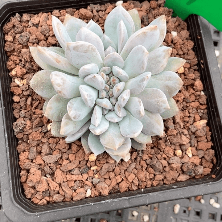 多肉植物石榴籽缀化969
