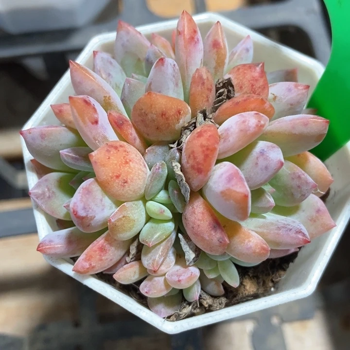 多肉植物全明星118