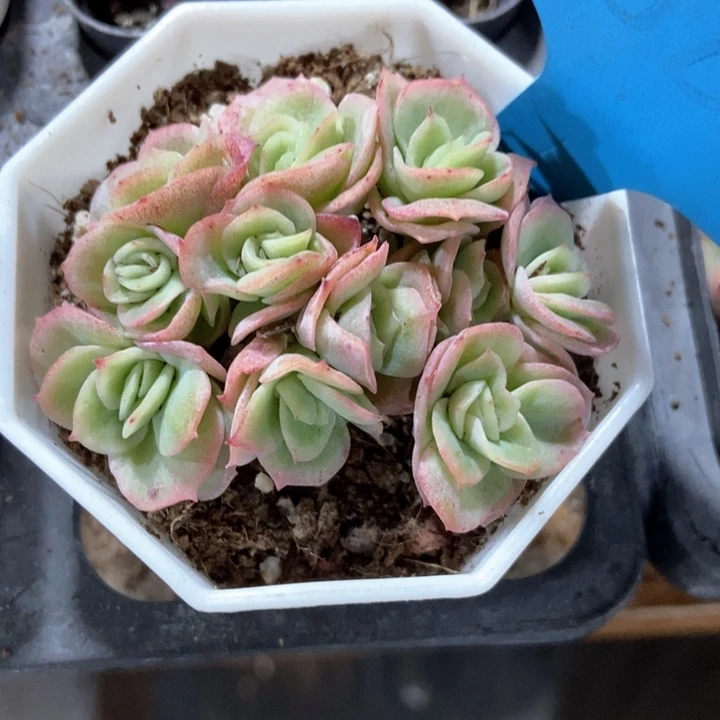 多肉植物冰玫瑰1804