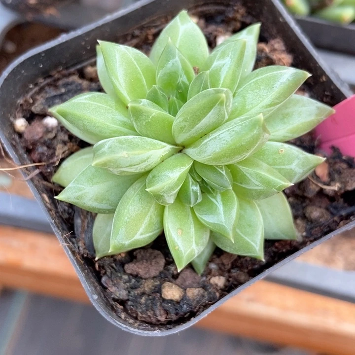 多肉植物重楼549