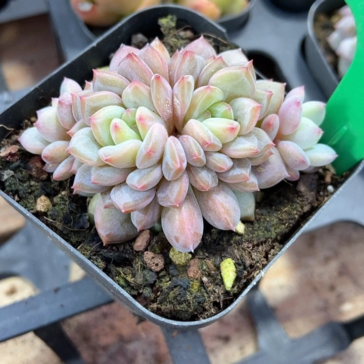 多肉植物星星橙630