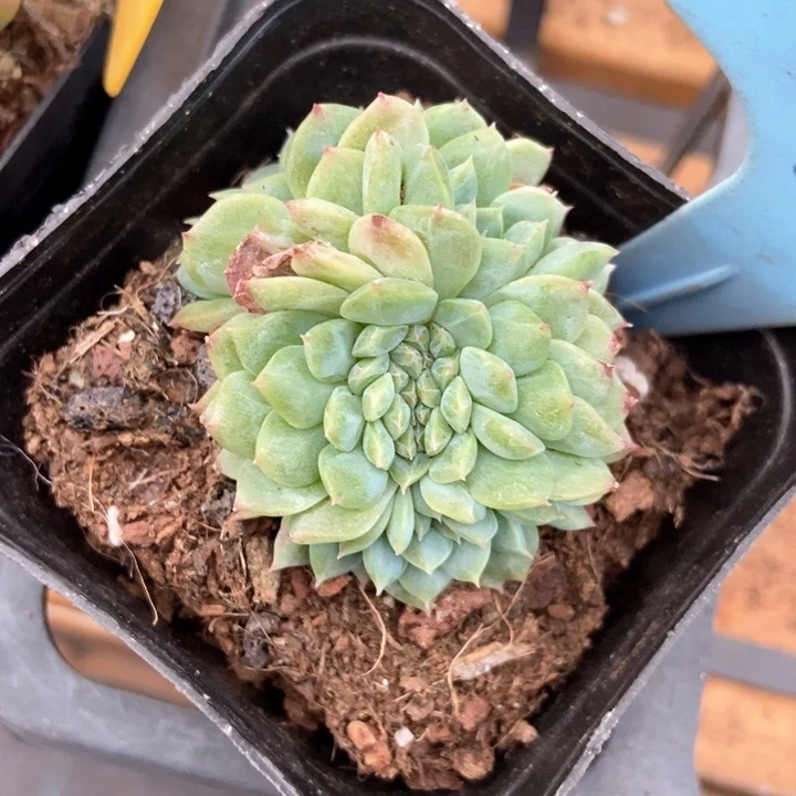 多肉植物冰魄缀化909