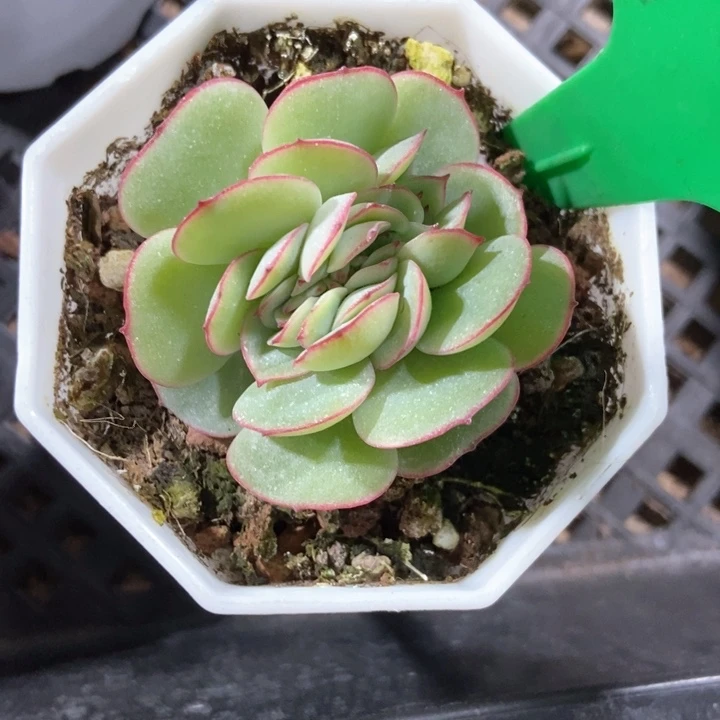 多肉植物缀化922