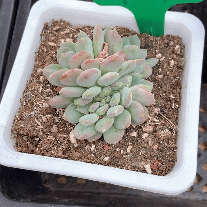 多肉植物粉珍妮缀化937