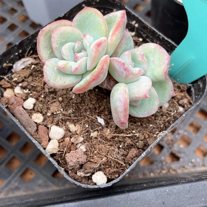 多肉植物泡芙三头201