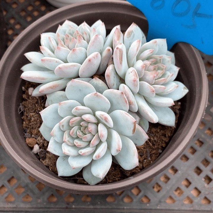多肉植物星星橙805
