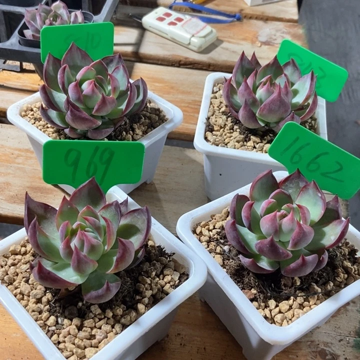 多肉植物惊鸿810 843 969 1662