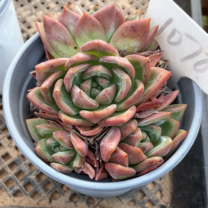 多肉植物香槟四头1070
